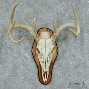 Whitetail Deer Skull & Antlers Taxidermy Mount #13442 For Sale @ The Taxidermy Store