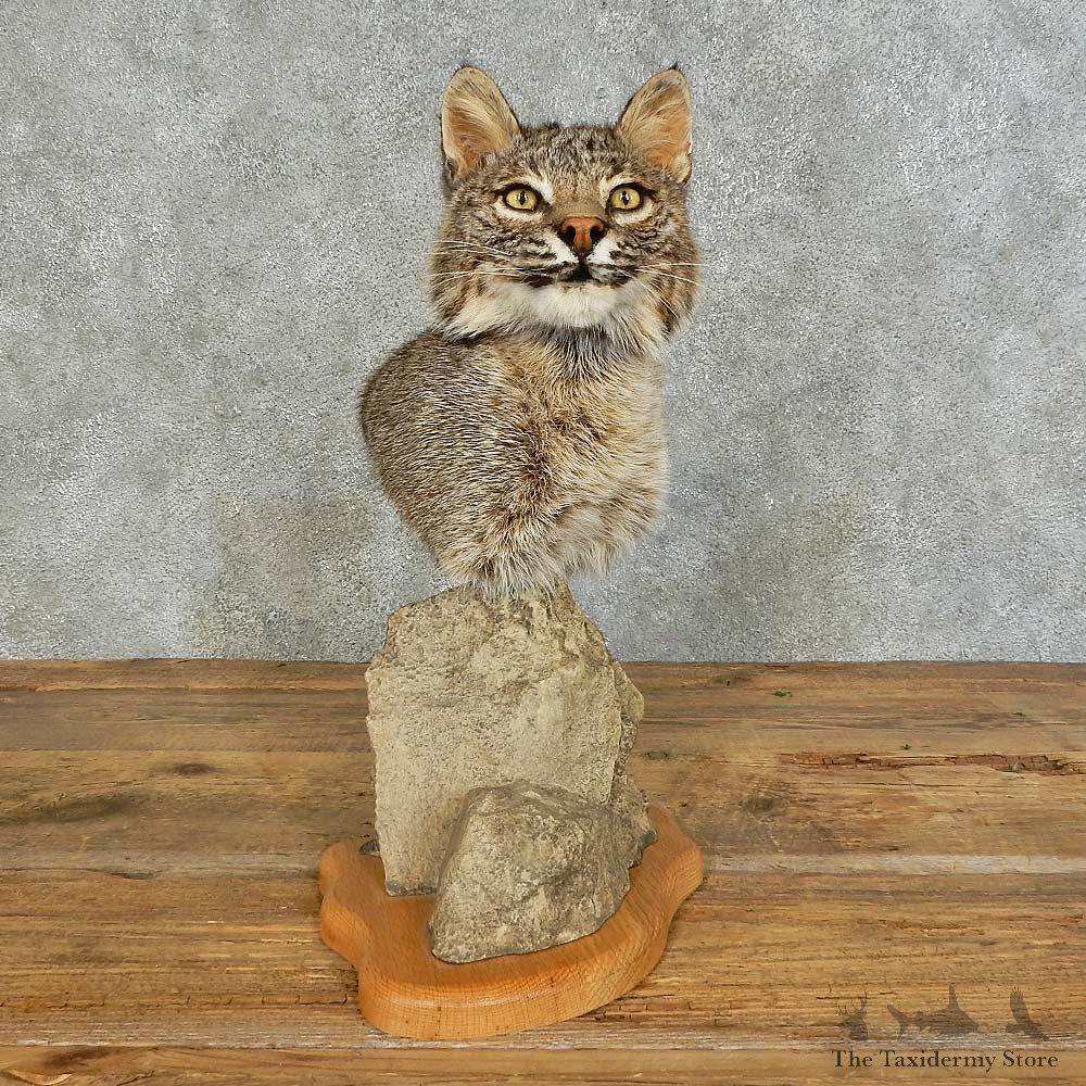 Bobcat Shoulder Pedestal Mount For Sale #16123 @ The Taxidermy Store