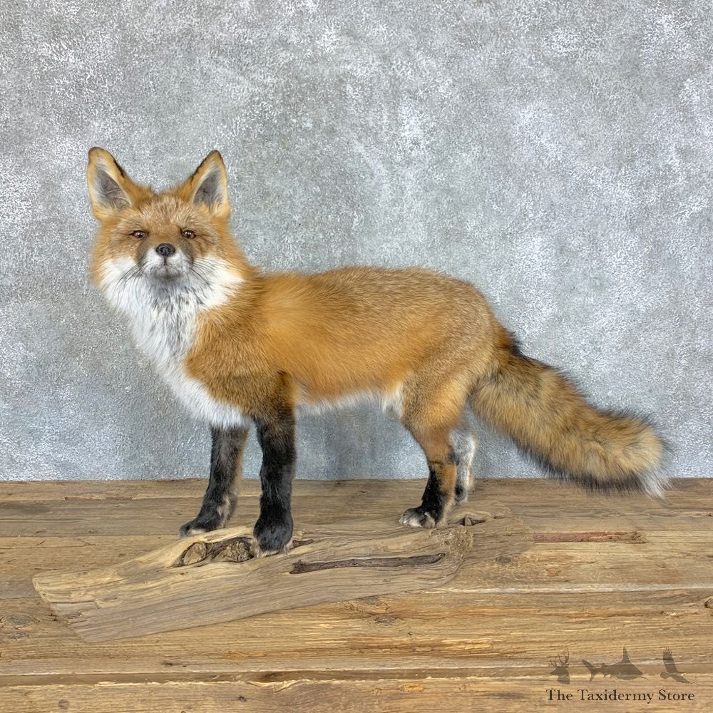 Red Fox Life-Size Mount For Sale #22456 @ The Taxidermy Store