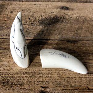 Whale Tooth Replica Mount For Sale #19397 @ The Taxidermy Store
