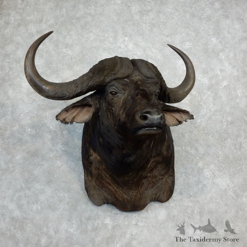Cape Buffalo Shoulder Mount For Sale #18222 @ The Taxidermy Store