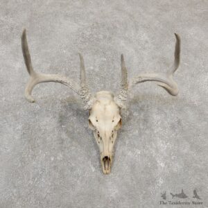 Whitetail Deer Skull European Mount For Sale #20176 @ The Taxidermy Store