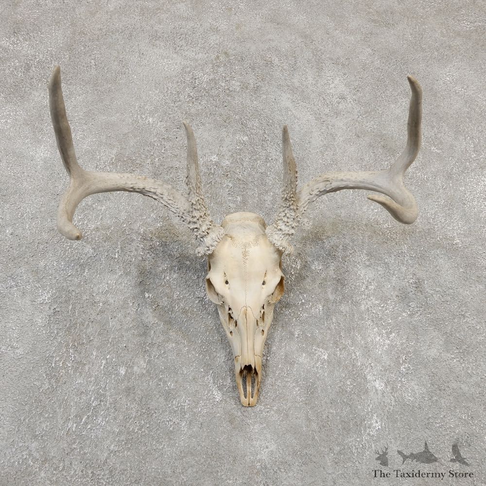 Whitetail Deer Skull European Mount For Sale #20176 @ The Taxidermy Store