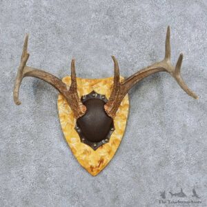 Whitetail Deer Antler Plaque Taxidermy Mount #13852 For Sale @ The Taxidermy Store
