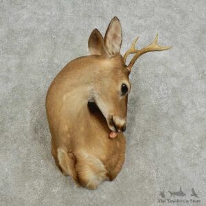 Whitetail Deer Shoulder Mount For Sale #15916 @ The Taxidermy Store