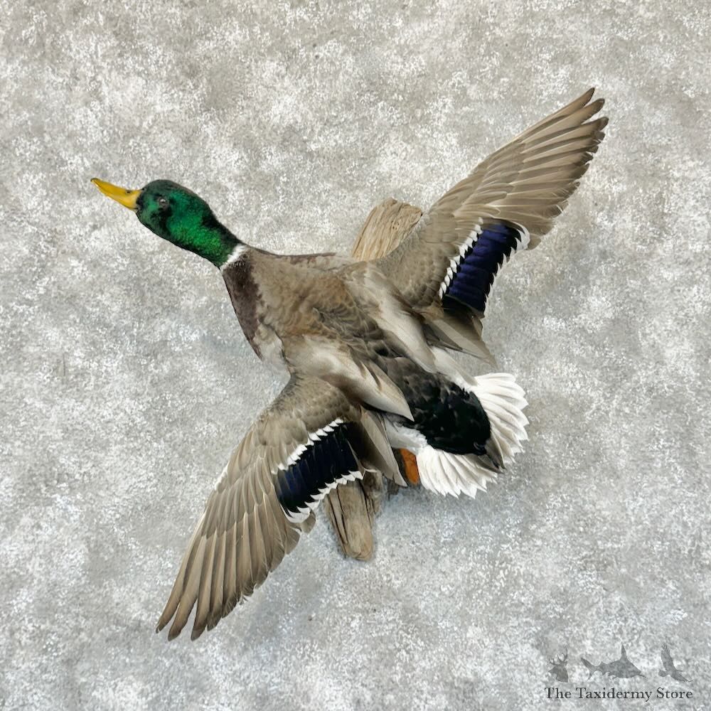 Mallard Duck Drake Mount For Sale #29130 @ The Taxidermy Store