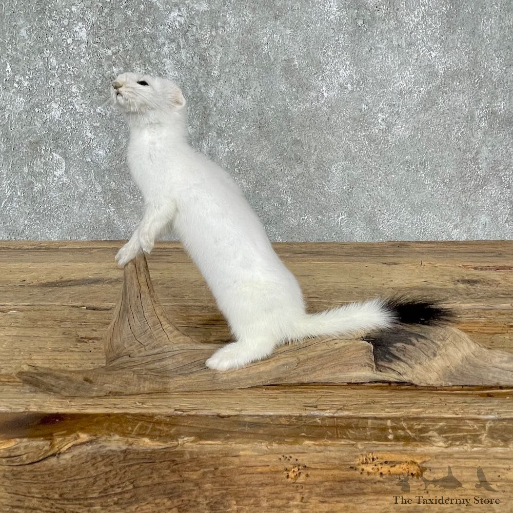 Ermine Life-Size Mount For Sale #25514 @ The Taxidermy Store