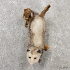 Wall Hanging Opossum Mount For Sale #19078 @ The Taxidermy Store