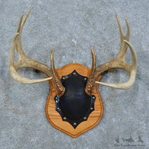 Whitetail Deer Antler Plaque Mount For Sale #15788 @ The Taxidermy Store