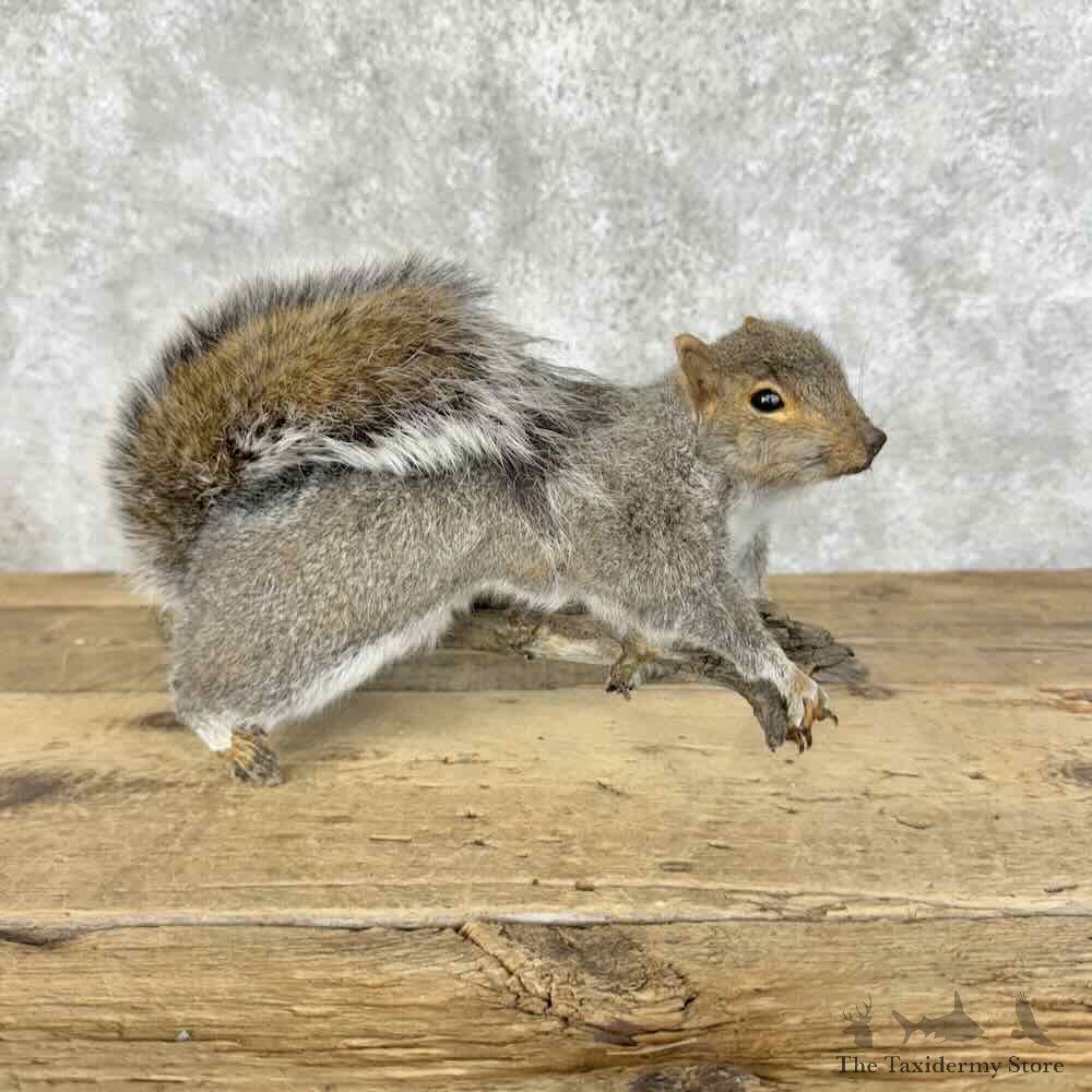 Grey Squirrel Life-Size Mount For Sale #31099 @ The Taxidermy Store