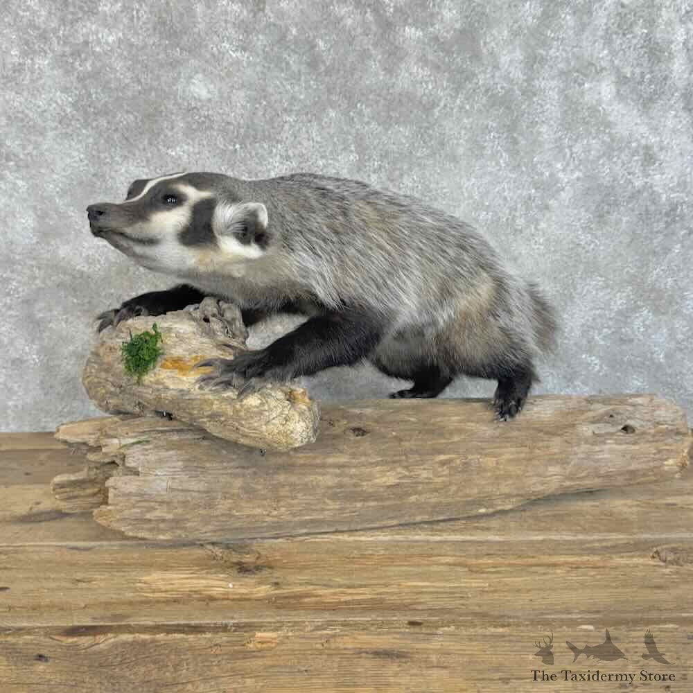 American Badger Life-Size Mount For Sale #31080 @ The Taxidermy Store