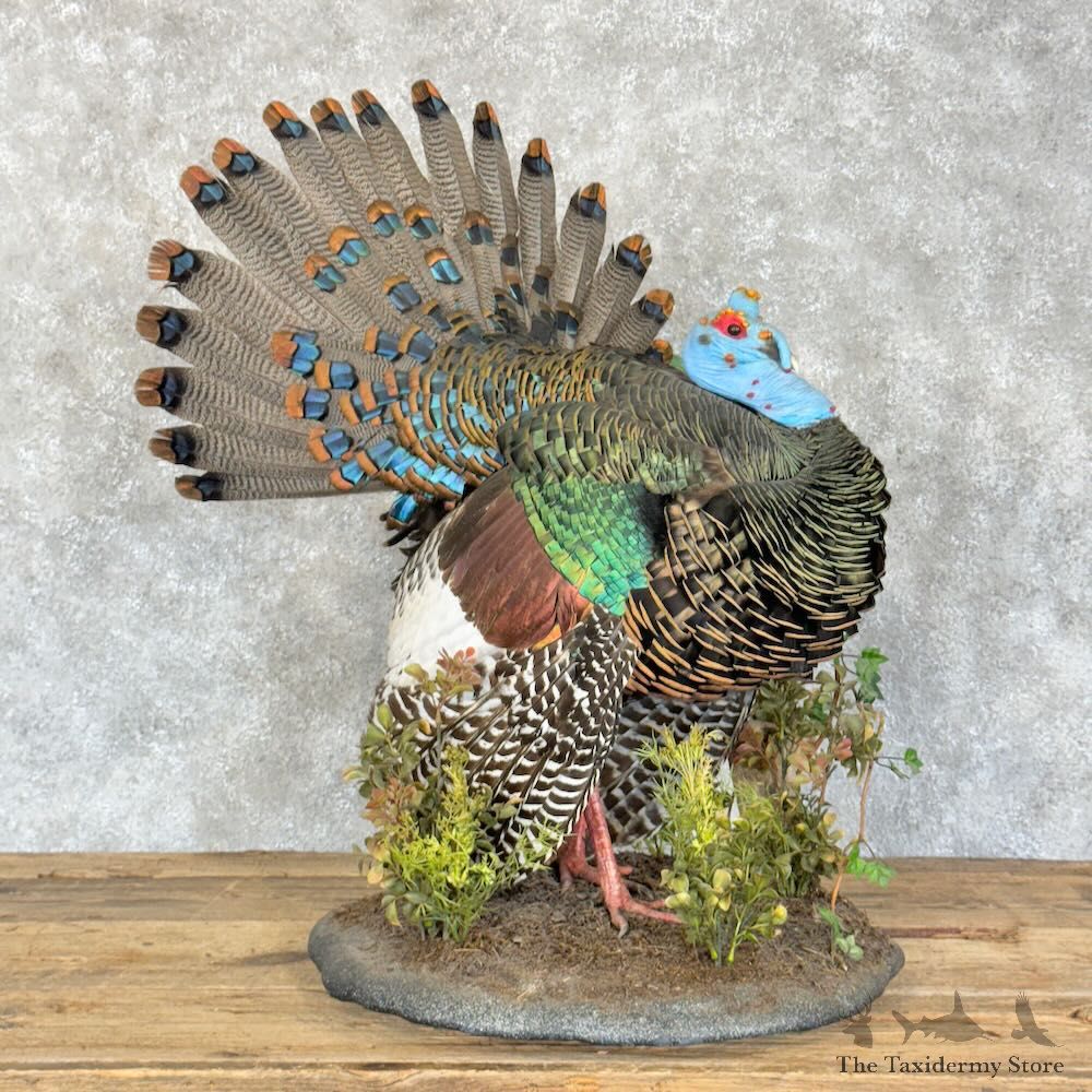 Ocellated Turkey Bird Mount For Sale #28807 @ The Taxidermy Store