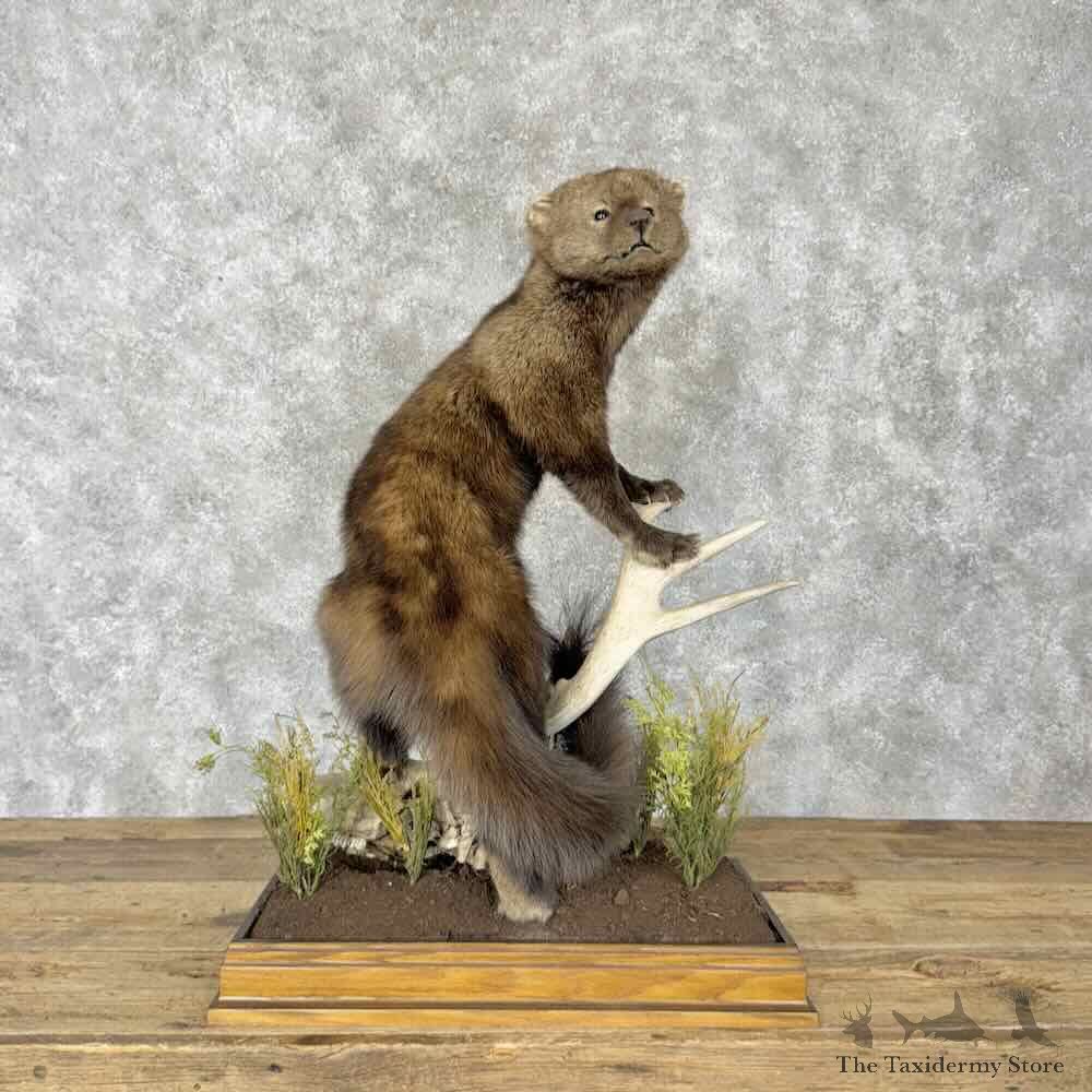 Fisher Life-Size Mount For Sale #30406 @ The Taxidermy Store
