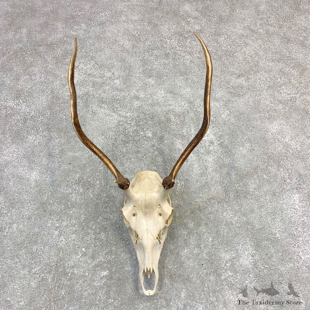Rocky Mountain Elk Skull European Mount For Sale #21840 @ The Taxidermy Store