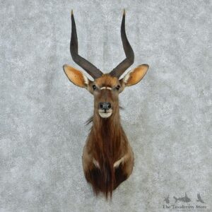 African Nyala Taxidermy Shoulder Mount #12890 For Sale @ The Taxidermy Store