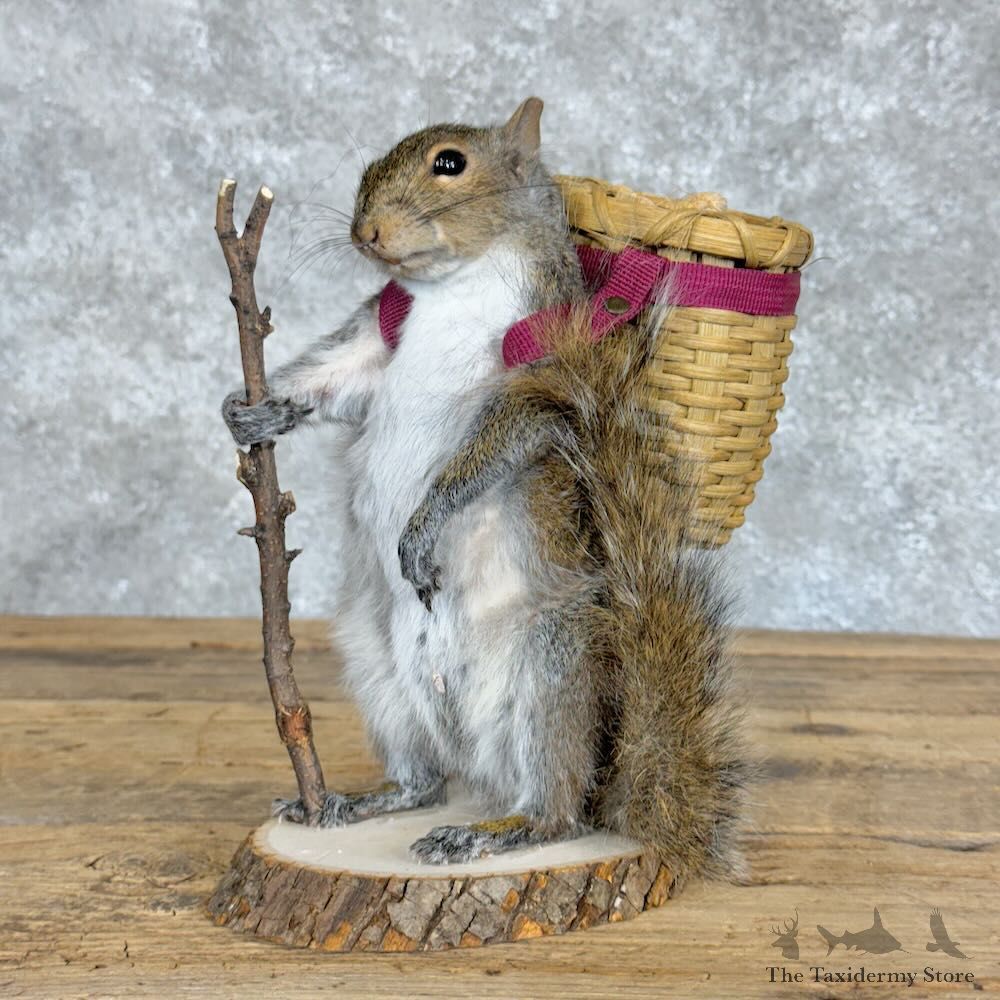 Hiking Squirrel Novelty Mount For Sale #28931 @ The Taxidermy Store