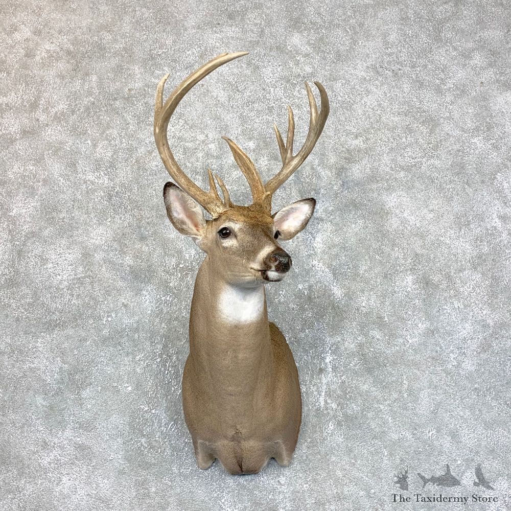 Whitetail Deer Shoulder Mount #23824 For Sale - The Taxidermy Store