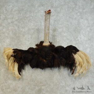 Ostrich 1/2-Life-Size Mount For Sale #16489 @ The Taxidermy Store
