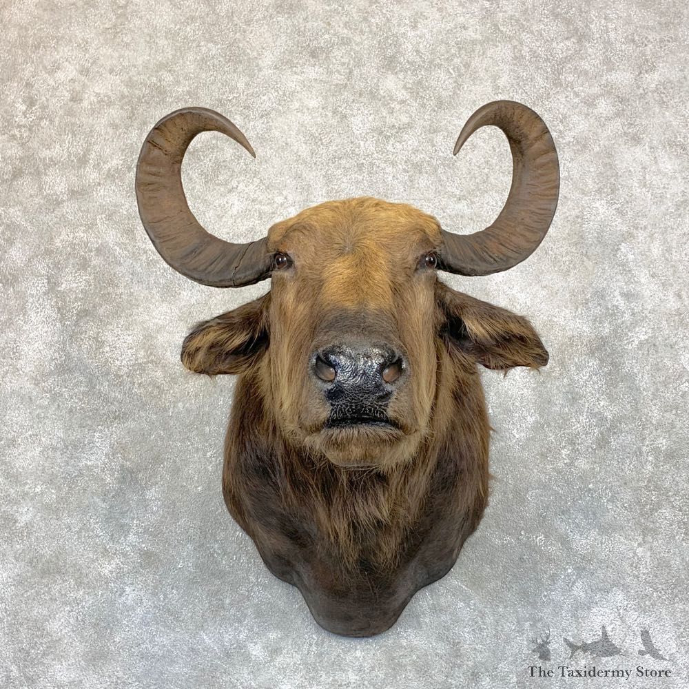 South American Water Buffalo Shoulder Mount For Sale #21742 For Sale @ The Taxidermy Store