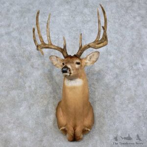 Whitetail Deer Shoulder Mount For Sale #17525 @ The Taxidermy Store