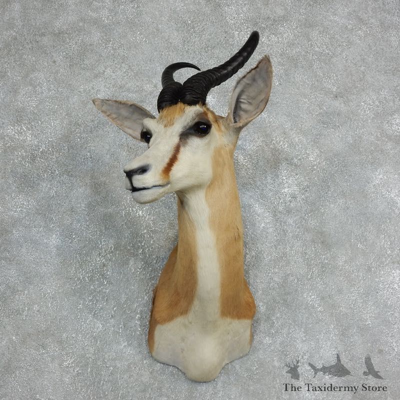 African Springbok Shoulder Mount For Sale #18059 @ The Taxidermy Store