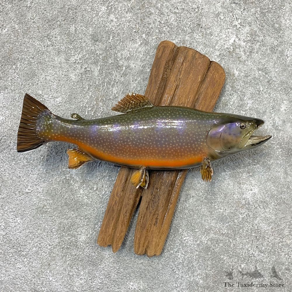 Brook Trout Fish Mount For Sale #22314 @ The Taxidermy Store