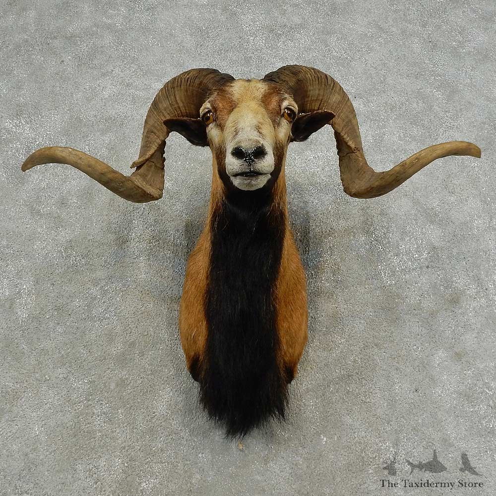 Corsican Ram Shoulder Mount For Sale #16870 @ The Taxidermy Store