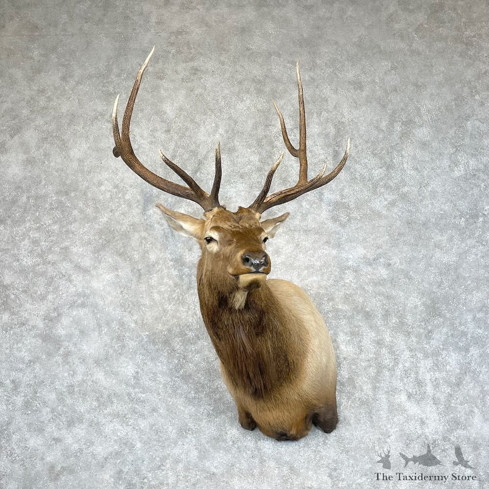 Rocky Mountain Elk Shoulder Mount For Sale #28447 @ The Taxidermy Store