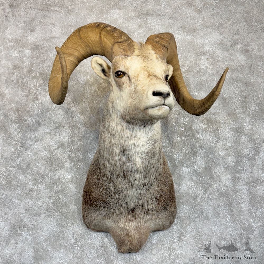 Stone Sheep Ram Shoulder Mount For Sale #29857 @ The Taxidermy Store