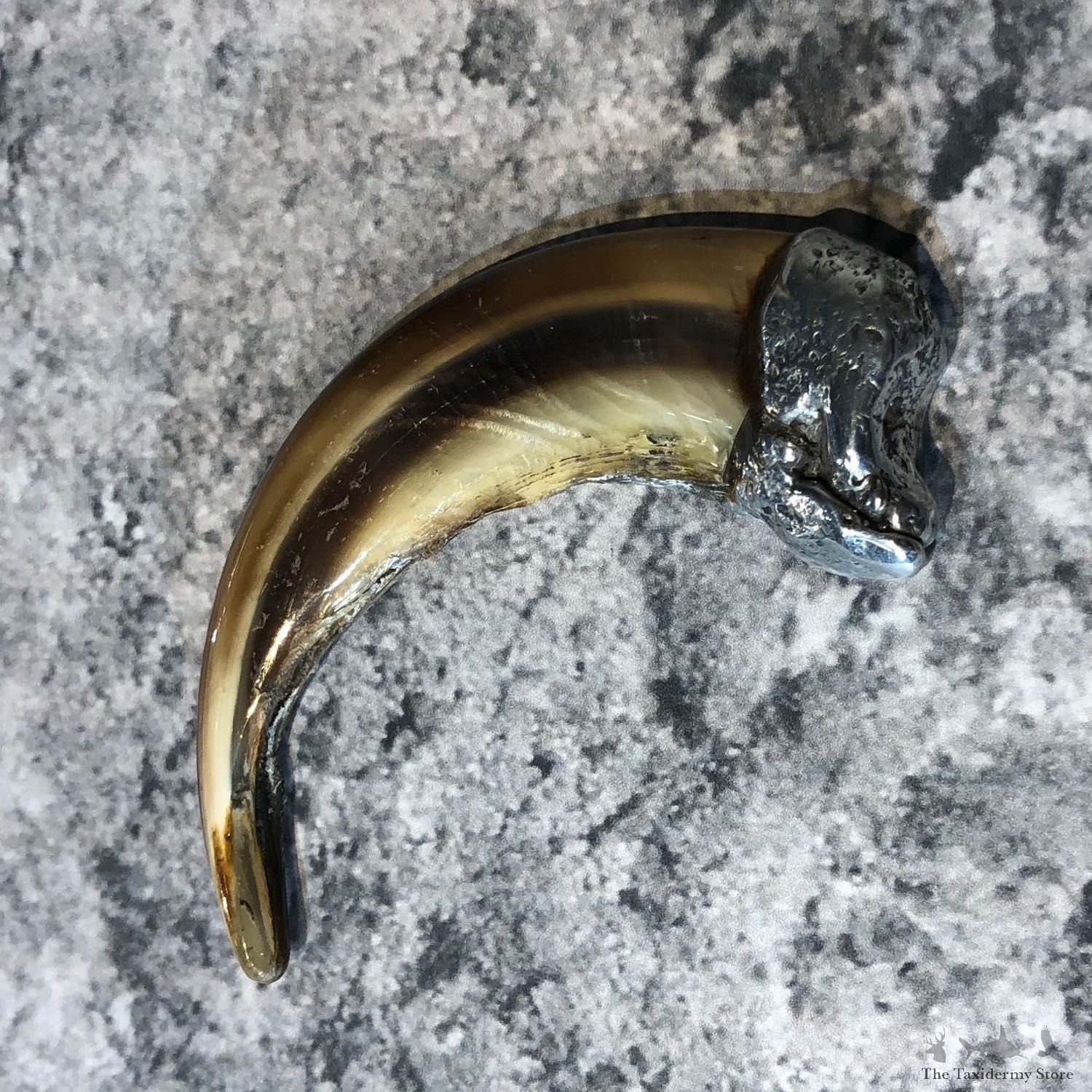 Grizzly Bear Claw For Sale #19622 @ The Taxidermy Store