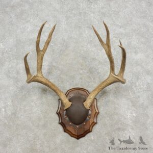 Mule Deer Taxidermy European Antler Plaque #17303 For Sale @ The Taxidermy Store