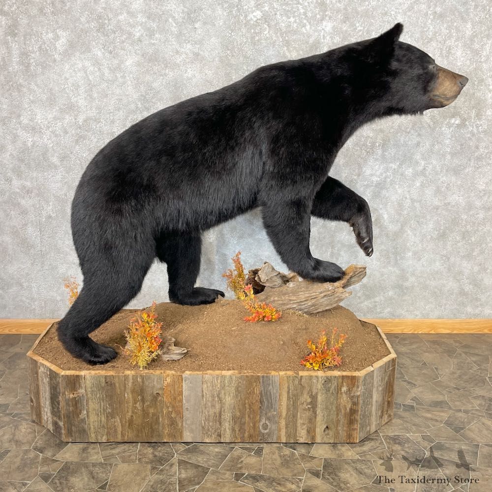 Black Bear Life-Size Mount For Sale #26742 @ The Taxidermy Store