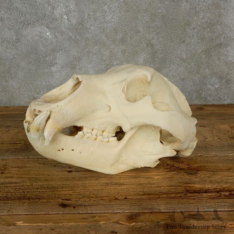 Brown Bear Skull Mount For Sale #17483 @ The Taxidermy Store