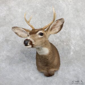 Mule Deer Shoulder Mount For Sale #19563 @ The Taxidermy Store