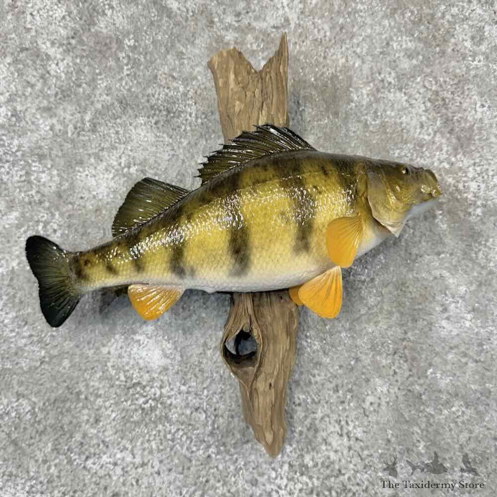 Yellow Perch Fish Mount For Sale #31863 @ The Taxidermy Store