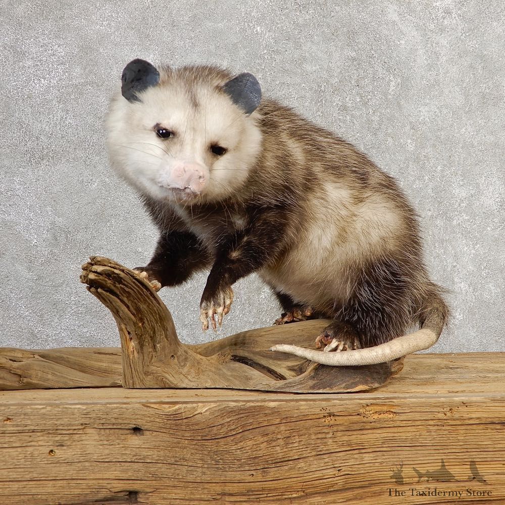Opossum Life-Size Taxidermy Mount For Sale #21127 @ The Taxidermy Store