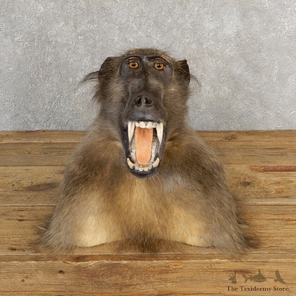 Chacma Baboon Taxidermy Shoulder Mount #21119 For Sale @The Taxidermy Store