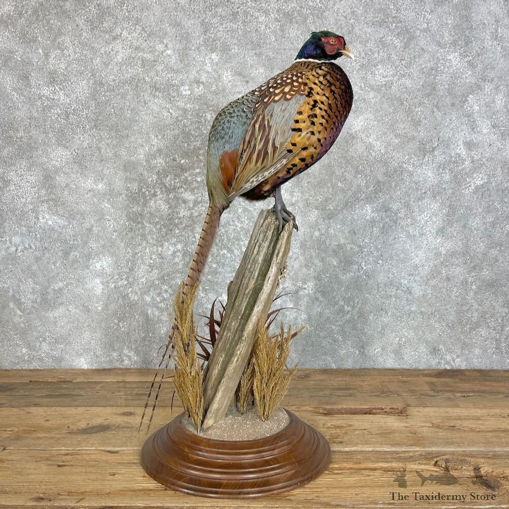 Ringneck Pheasant Bird Mount For Sale #27969 @ The Taxidermy Store