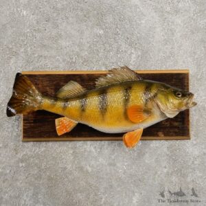 Yellow Perch Fish Mount For Sale #20966 @ The Taxidermy Store