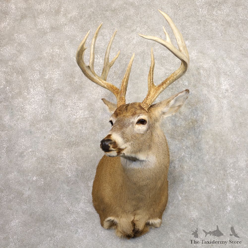 Whitetail Deer Shoulder Mount #22191 For Sale - The Taxidermy Store