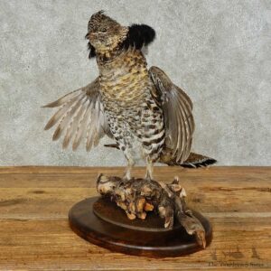 Ruffed Grouse Bird Mount For Sale #16266 @ The Taxidermy Store