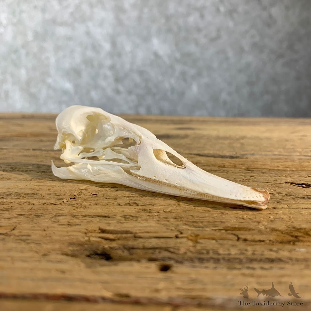 Canvasback Duck Skull Mount For Sale #23033 @ The Taxidermy Store