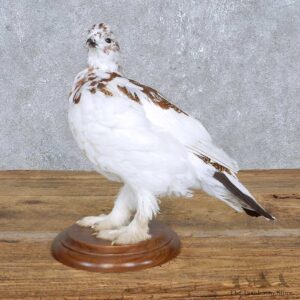 Standing Ptarmigan Mount For Sale #14835 @ The Taxidermy Store