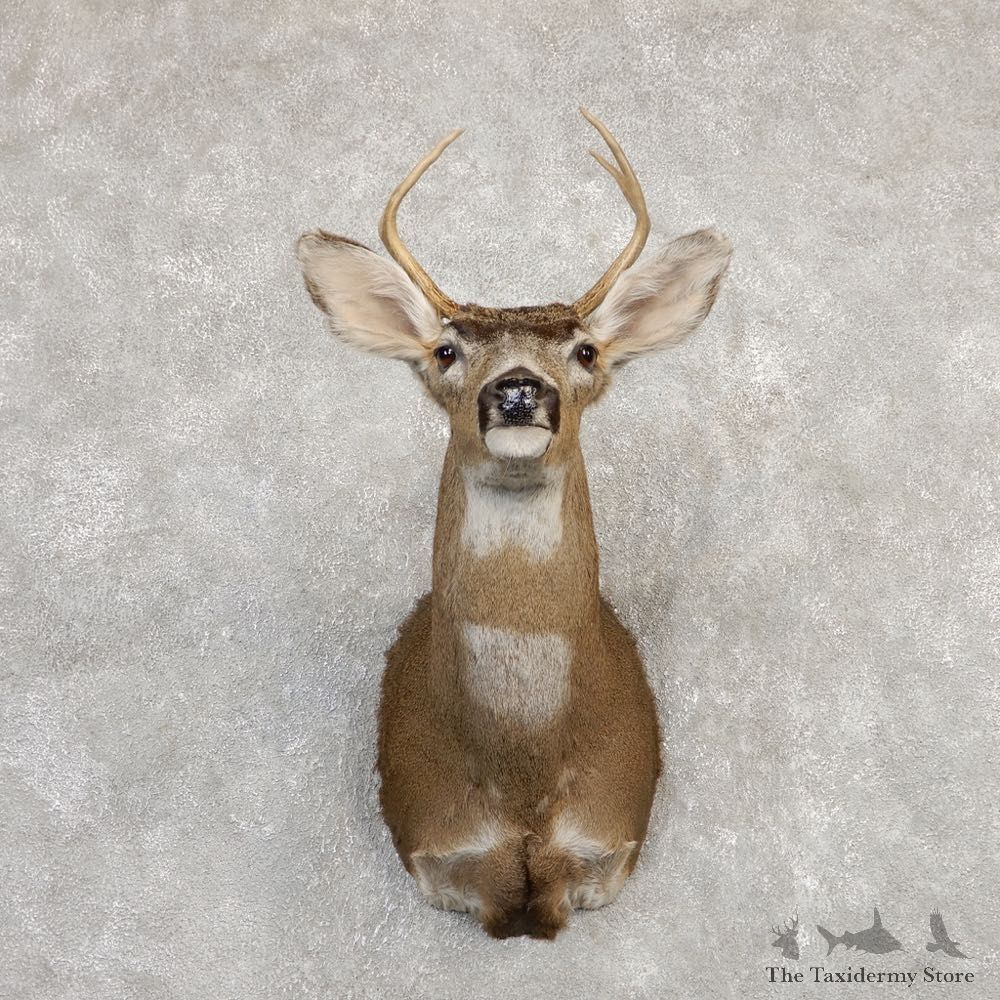 Black-tailed Deer Shoulder Mount For Sale #20267 @ The Taxidermy Store
