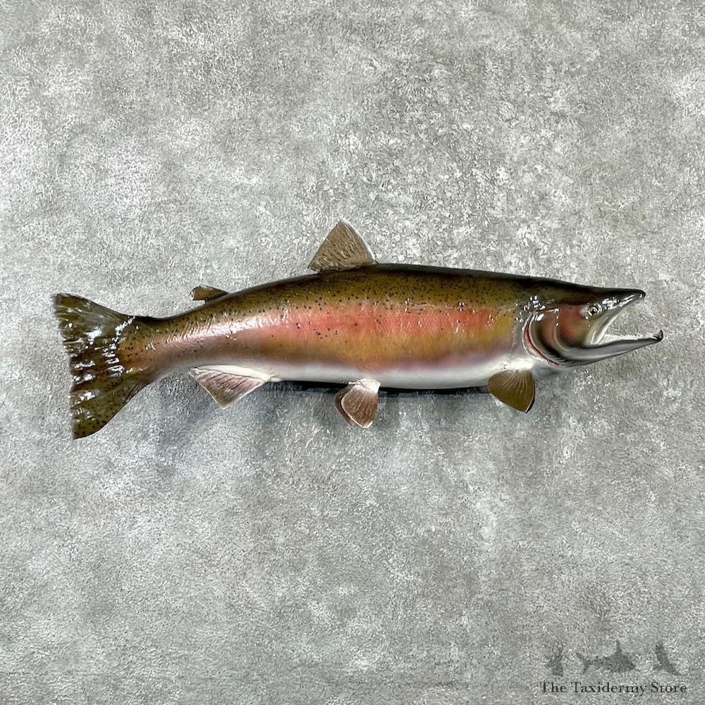 Rainbow Trout Fish Mount For Sale #26143 @ The Taxidermy Store