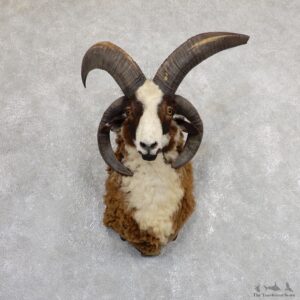 Jacob’s Four Horn Taxidermy Mount For Sale #19637@ The Taxidermy Store