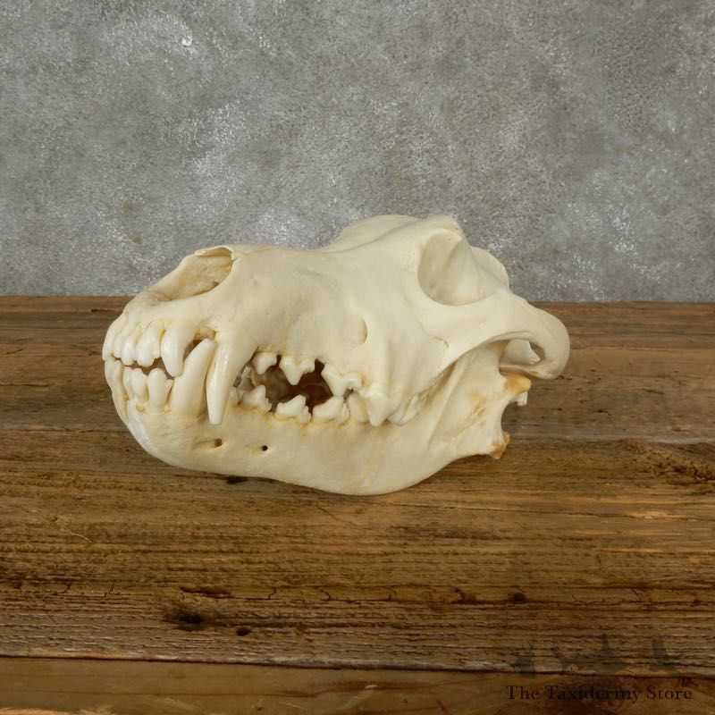 Wolf Skull Mount For Sale #17489 @ The Taxidermy Store