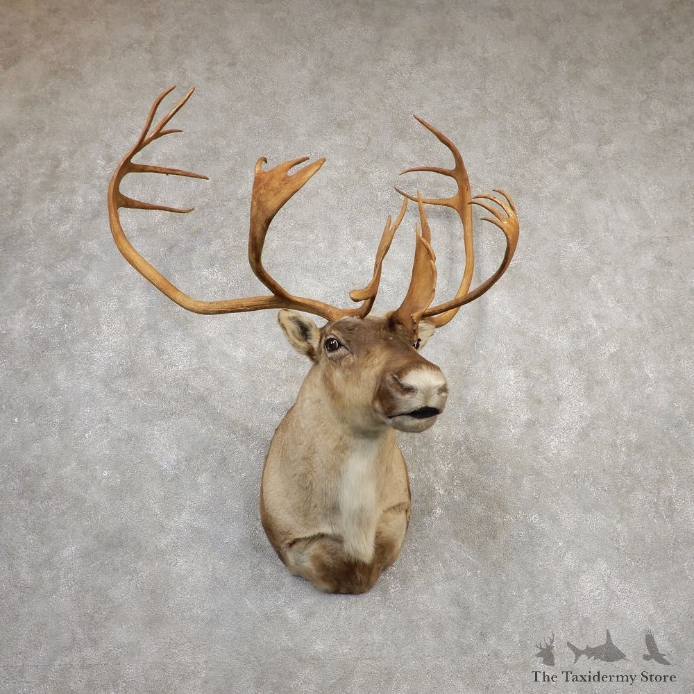 Barren Ground Caribou Shoulder Mount For Sale #20336 @ The Taxidermy Store