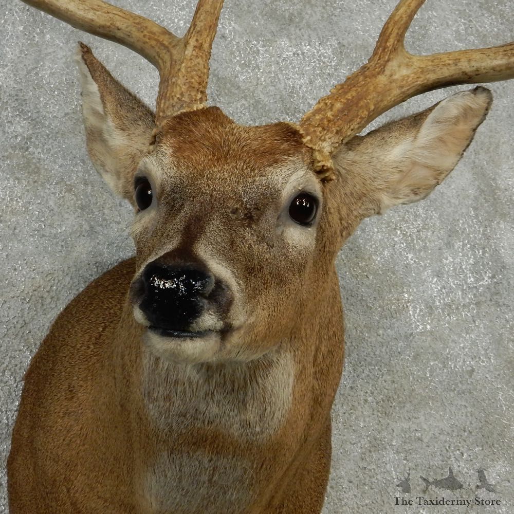 Whitetail Deer Taxidermy Shoulder Mount #13164 For Sale @ The Taxidermy Store