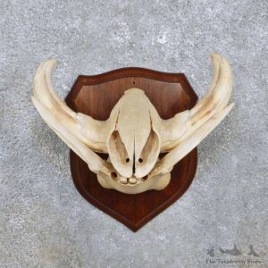 Warthog Skull & Tusk Mount For Sale #14449 @ The Taxidermy Store
